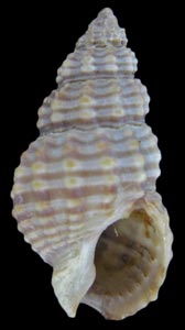 Nassarius mendicus