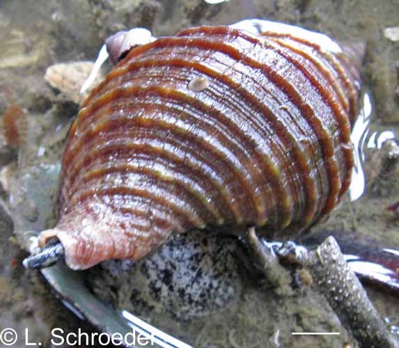 Neptunea lyrata