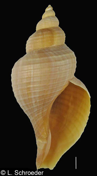 Neptunea phoenicea