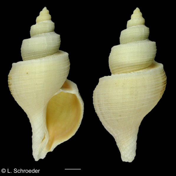 Neptunea tabulata