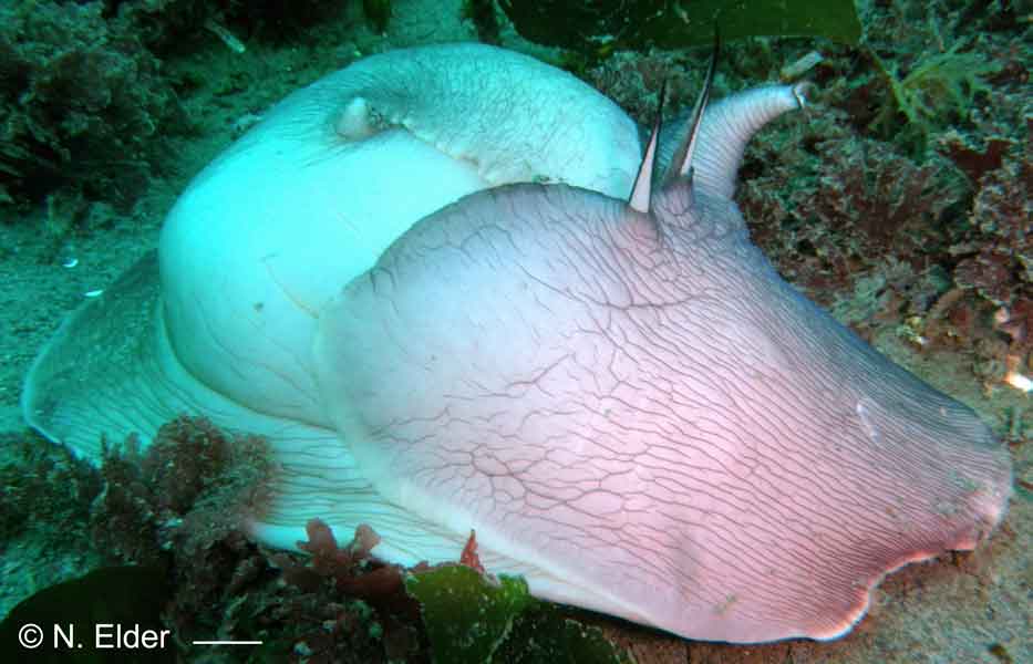 Neverita lewisii