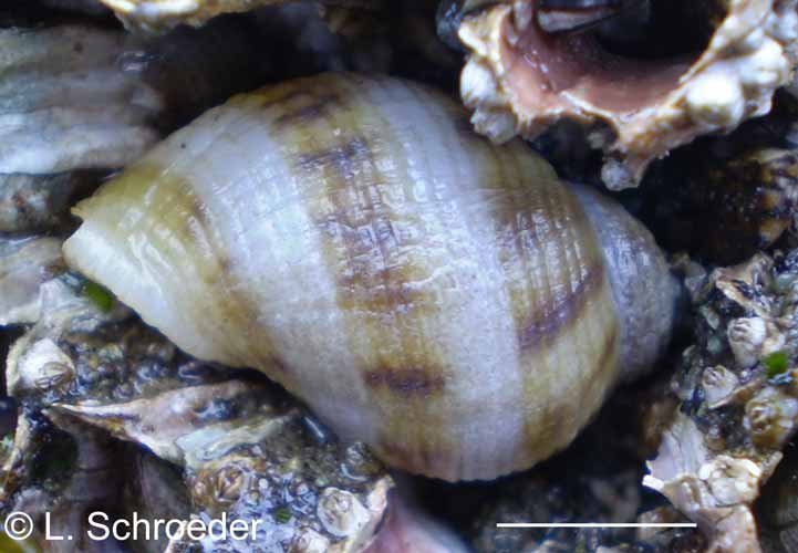Nucella canaliculata