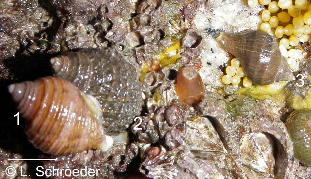 Nucella grouping