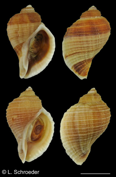 Nucella lima