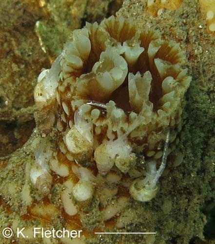 Odostomia tenuisculpta