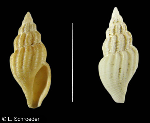 Oenopota elegans