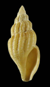 Oenopota elegans