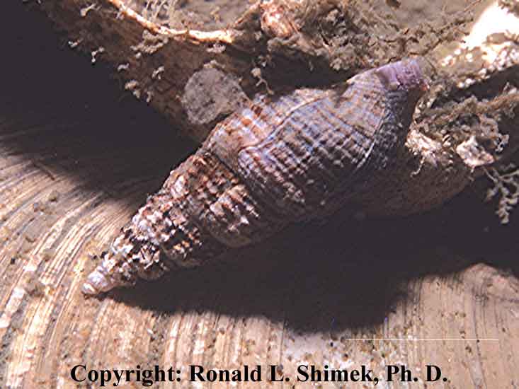 Oenopota levidensis