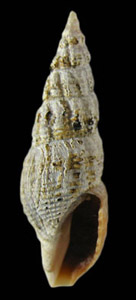 Oenopota levidensis