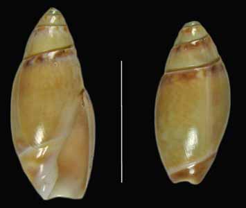 Olivella baetica