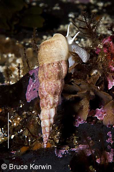 Opalia wroblewskyi