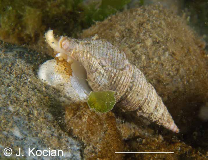 Ophiodermella inermis