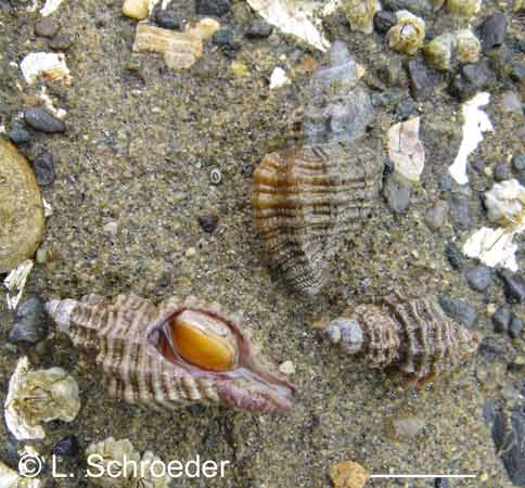 Paciocinebrina interfossa