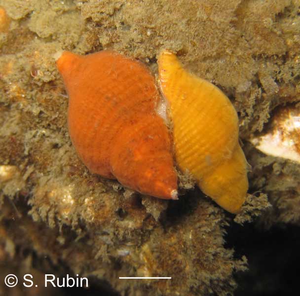 Paciocinebrina lurida