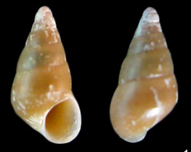 Pseudodiala acuta