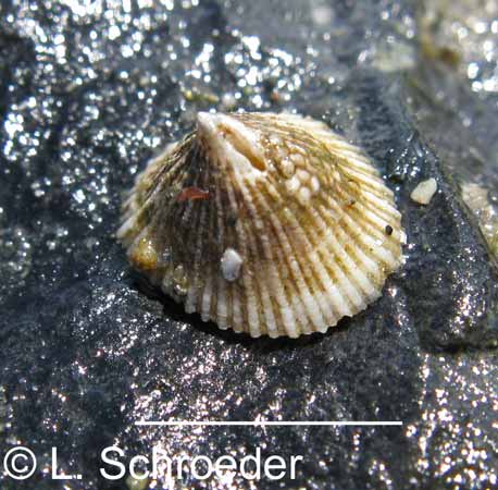 Puncturella galeata