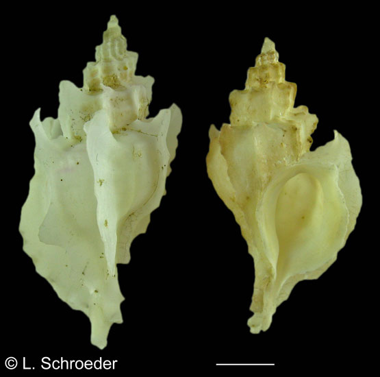 Scabrotrophon stuarti
