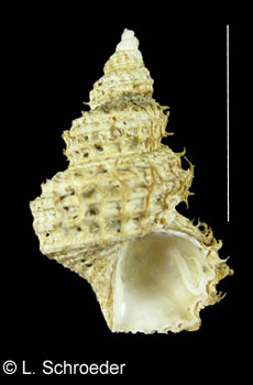 Trichotropis cancellata