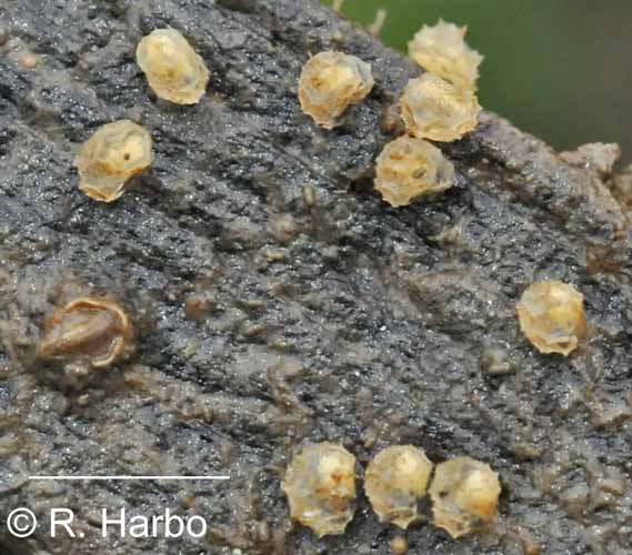 Tritia obsoleta