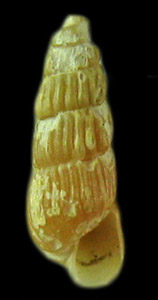 Turbonilla aurantia