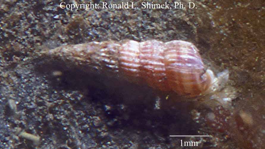 Turbonilla sp. 4