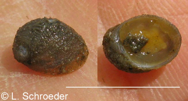 Velutina velutina