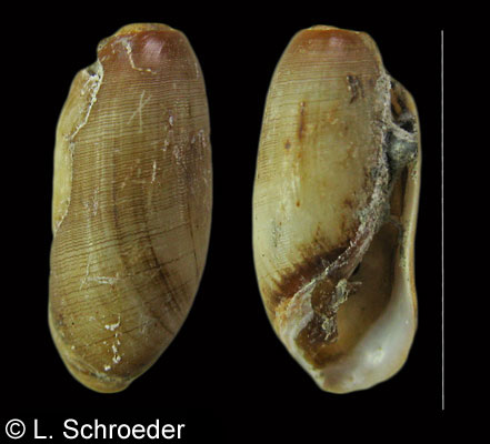 Acteocina eximia