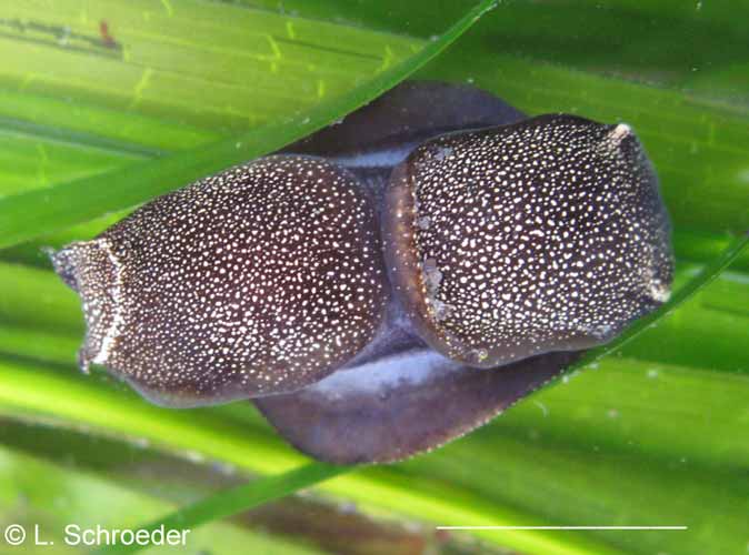 nudibranch identification