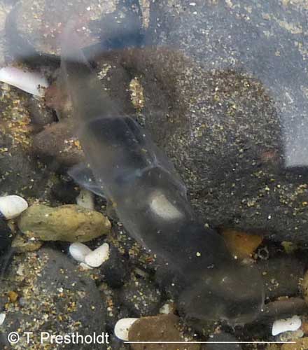 Clione limacina