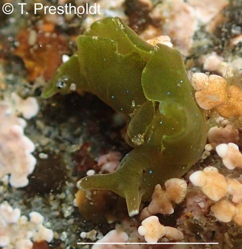 Elysia hedgpethi