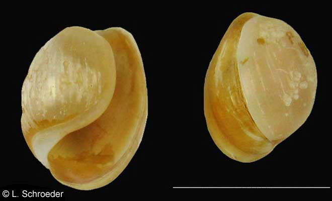 Haminoea japonica