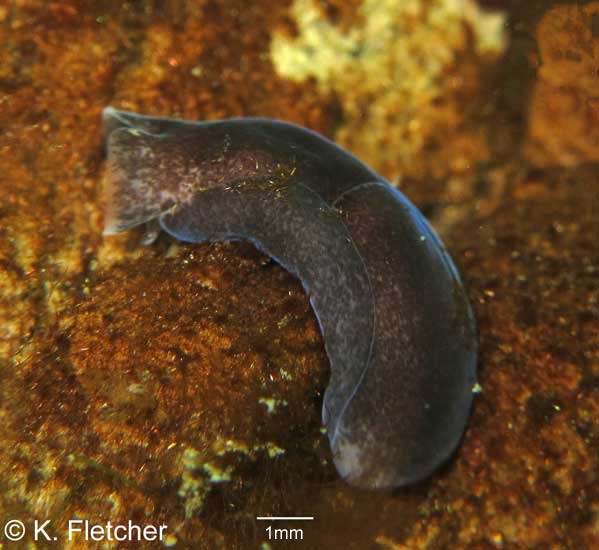 nudibranch identification