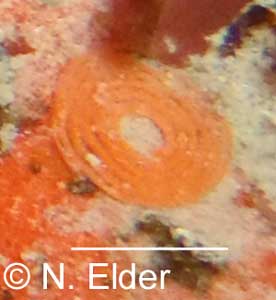 Nudibranch eggs