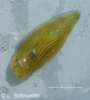 Phyllaplysia taylori