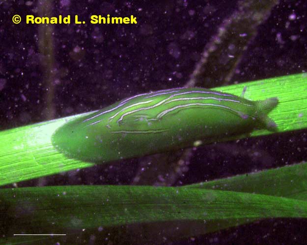 Phyllaplysia taylori