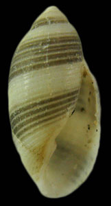 Rictaxis punctocaelatus
