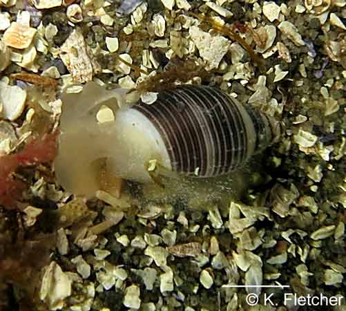 Rictaxis punctocaelatus