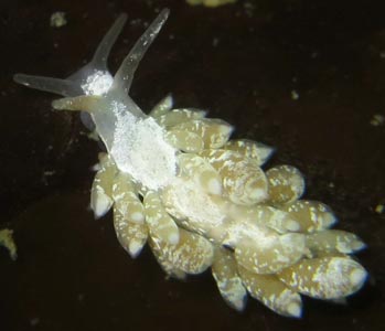 Trinchesia albocrusta