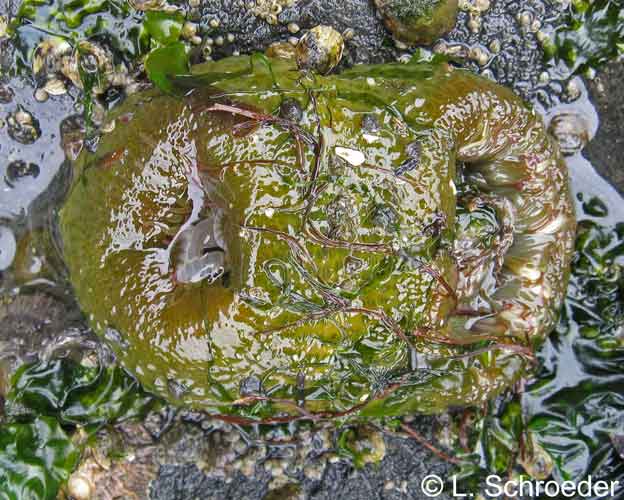Anthopleura elegantissima