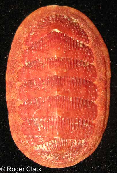 Lepidozona mertensii