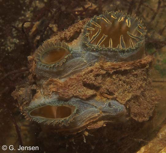 Tresus sp.