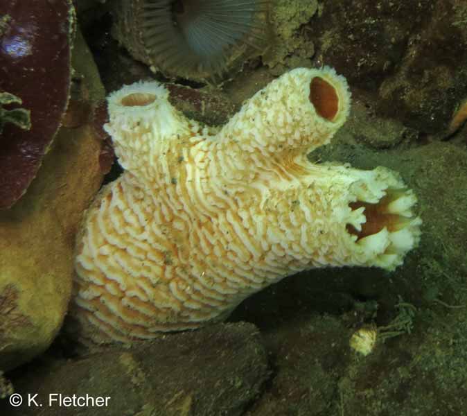 Zirfaea pilsbryi, twinned siphon