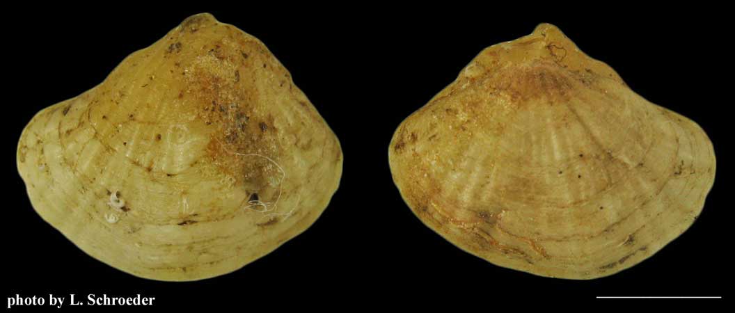 Terebratalia transversa caurina