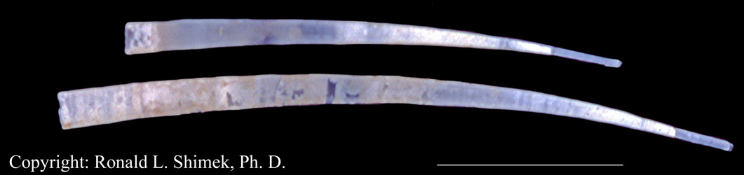 Rhabdus rectius