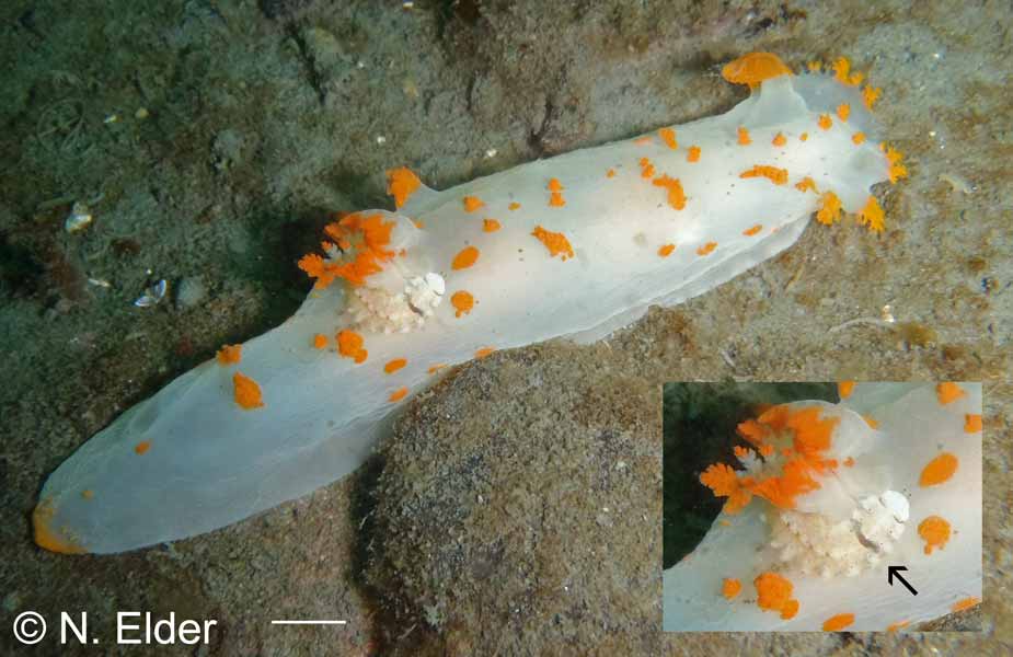 Arctonoe vittata