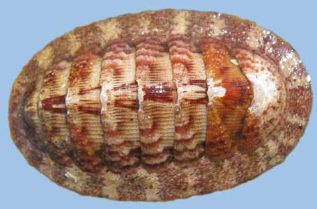 Lepidozona mertensii