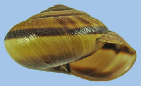 Monodenia fidelis
