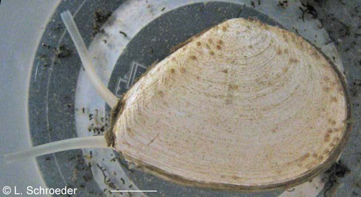 Macoma nasuta