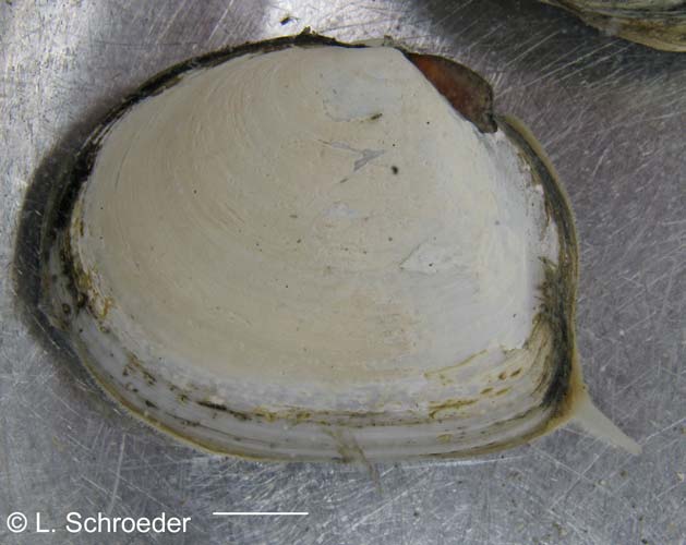 Macoma secta