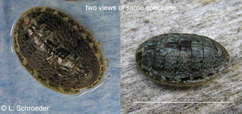 Schizoplax brandtii